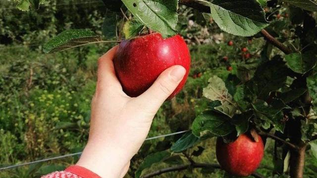 Cueillette des pommes au verger de Beaunay