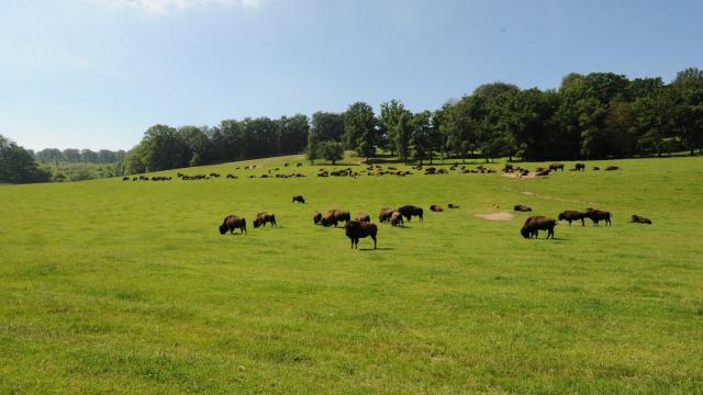 Parc canadien Rêve de Bisons
