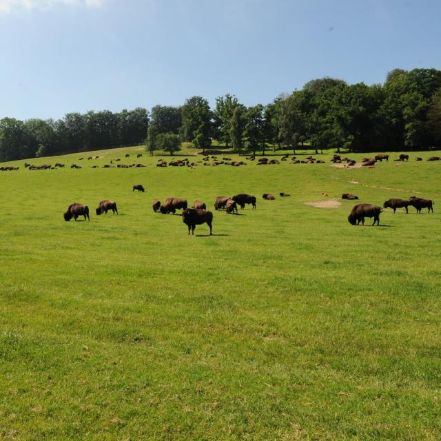 Parc canadien Rêve de Bisons