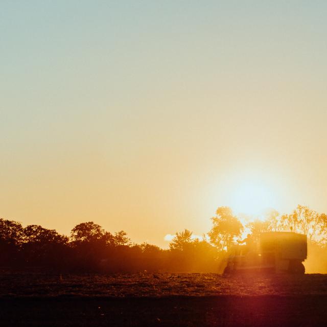 Arrachage du Lin en Terroir de Caux