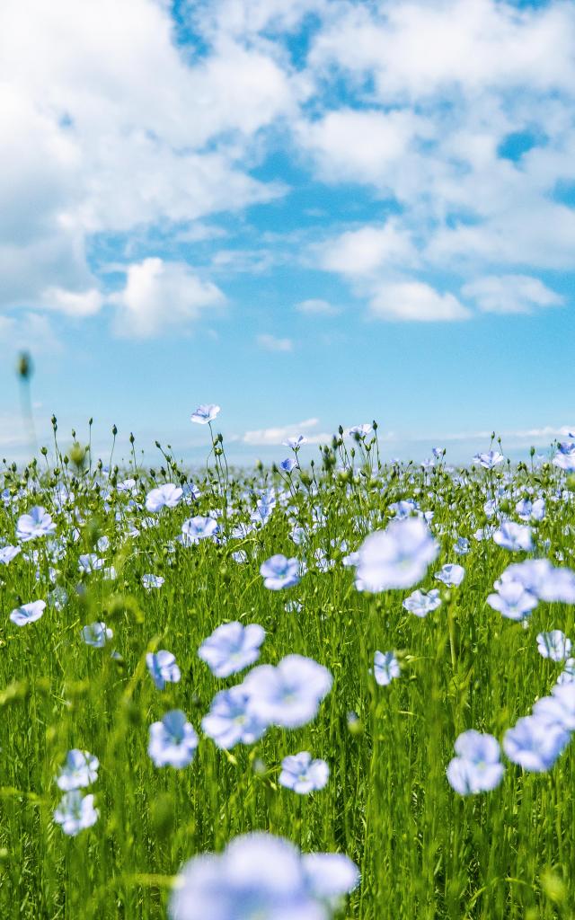 Champs De Lin Tc 2017 Pierreleboucher Quiberville Champs 158