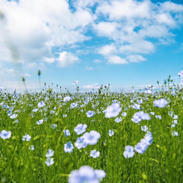 Champs De Lin Tc 2017 Pierreleboucher Quiberville Champs 158