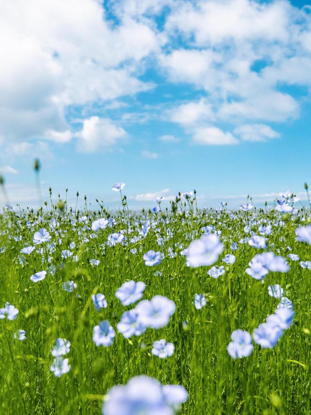 Champs De Lin Tc 2017 Pierreleboucher Quiberville Champs 158