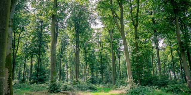 Foret Eawypierreleboucher 2017