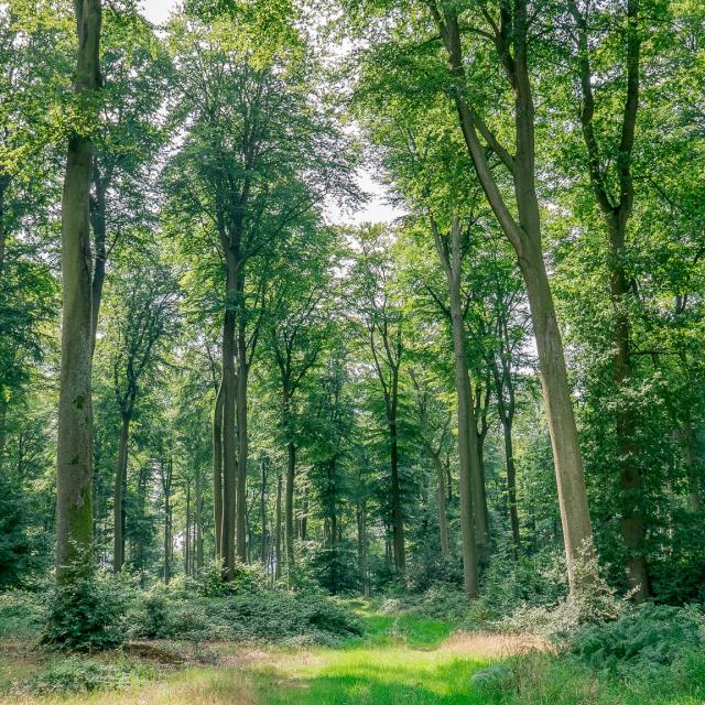 Foret Eawypierreleboucher 2017
