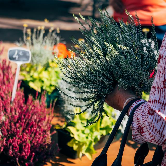 Marché De Luneray Fleurs Tc 2017 Pierreleboucher Luneray Marché 138