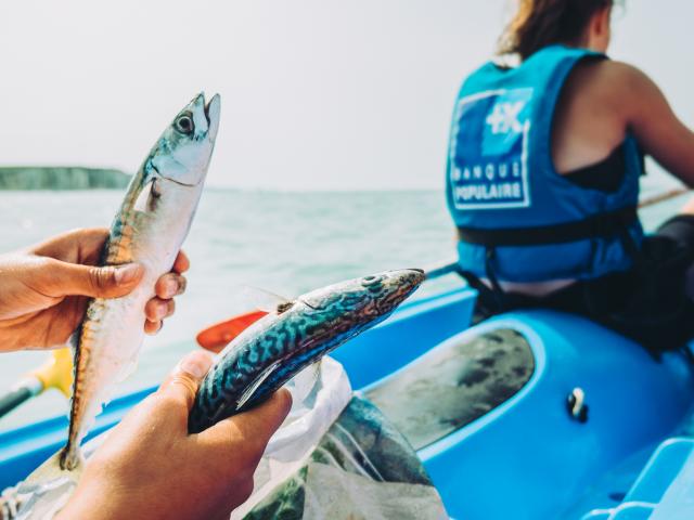 Going in search of fish