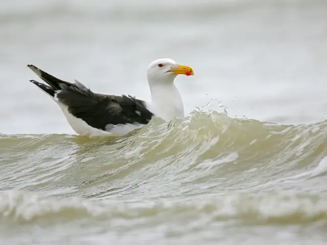 Goéland sur l'eau