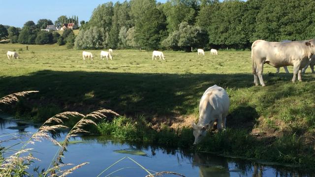 Vache en Normandie