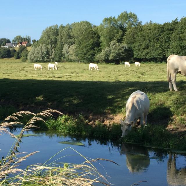Prairie along the coastal river
