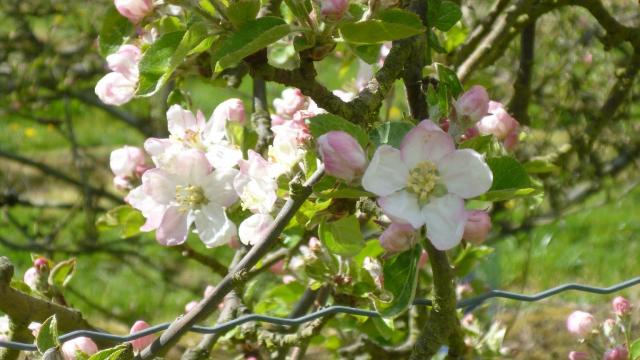 Apfelblüten im Obstgarten