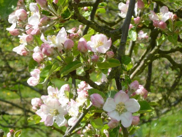 Apple tree flowers in the orchard