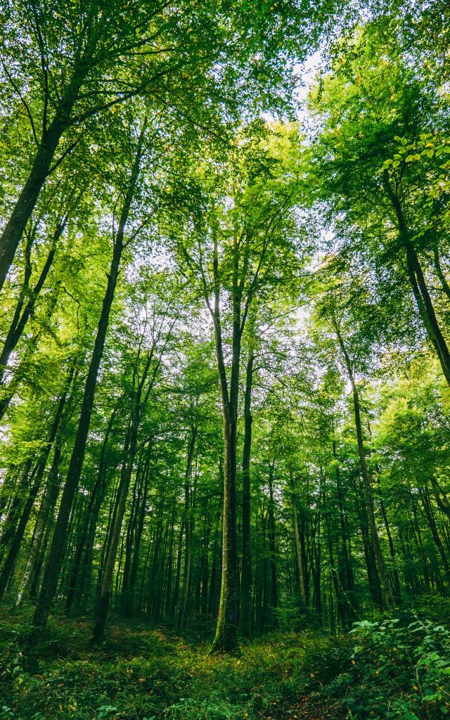 La Majestueuse Forêt D Eawy Tc 2017 Pierreleboucher Muchedent Forêteawy 111