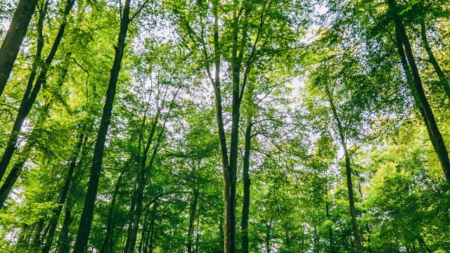 La Majestueuse Forêt D Eawy Tc 2017 Pierreleboucher Muchedent Forêteawy 111