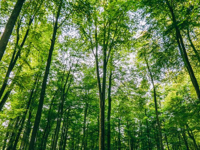 La Majestueuse Forêt D Eawy Tc 2017 Pierreleboucher Muchedent Forêteawy 111