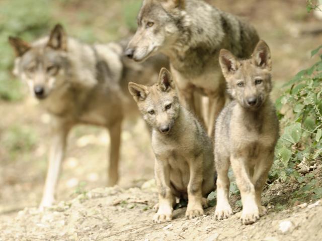 Wolves Dreaming Of Bisons