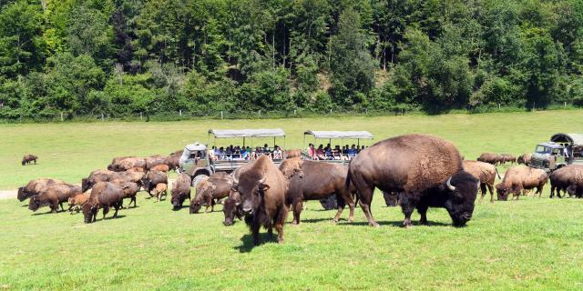 Reve De Bisons 2018 Photo Laurent Marois Ot Terroir De Caux (4)