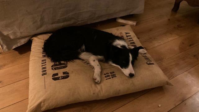 Hébergements touristiques Dog Friendly