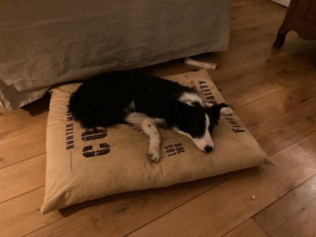 Skye Cushion Where I Sleep With My Dog