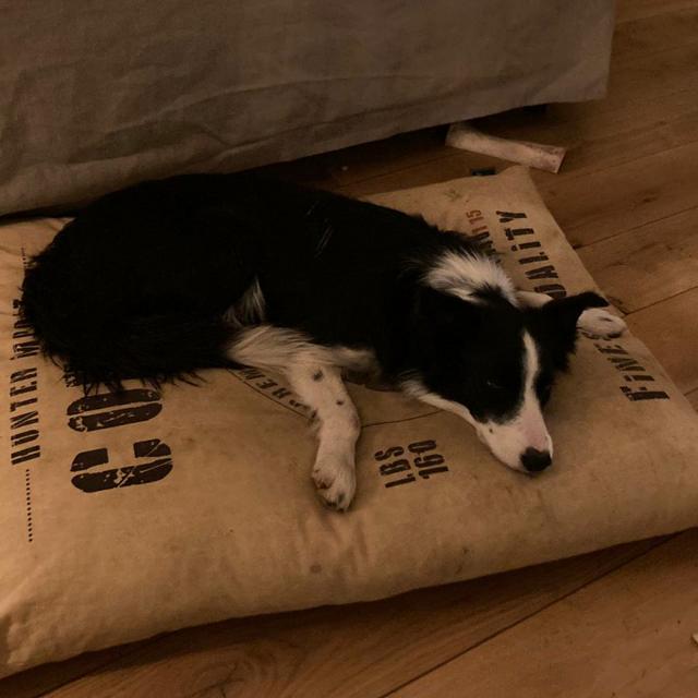 Hébergements touristiques Dog Friendly