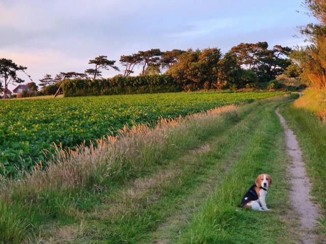 Doggy on a hike in Quiberville