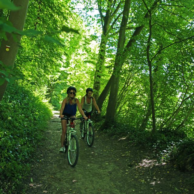 Weg im Unterholz in Imbleville