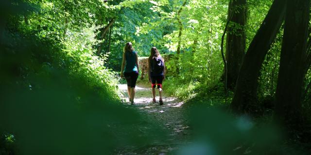 Weg im Unterholz in Imbleville