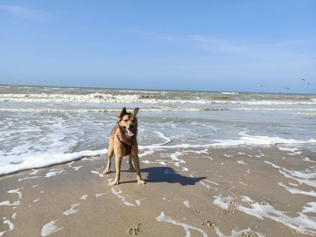 Small dive in the sea