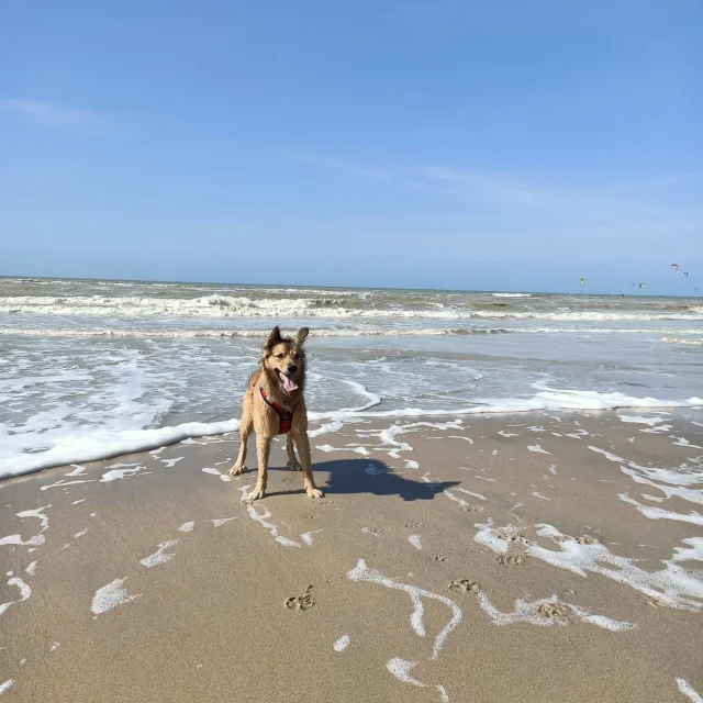 Toutourisme Plage Balade Chien