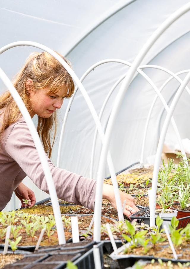 Fleurs cultivées en Normandie