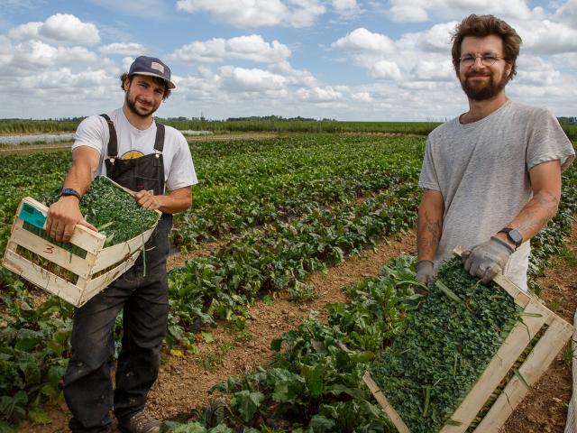 Agriculteurs au champs