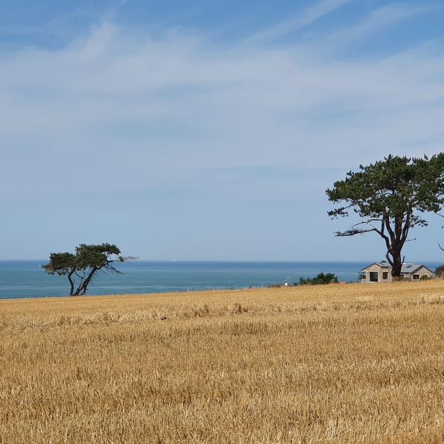 Die Savanne in Quiberville