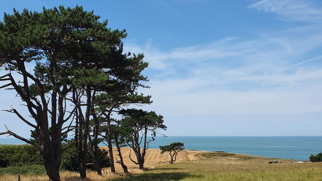 Pins champs et mer à Quiberville