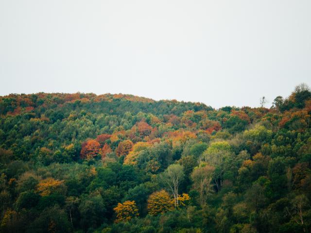 Colorful trees in the fall