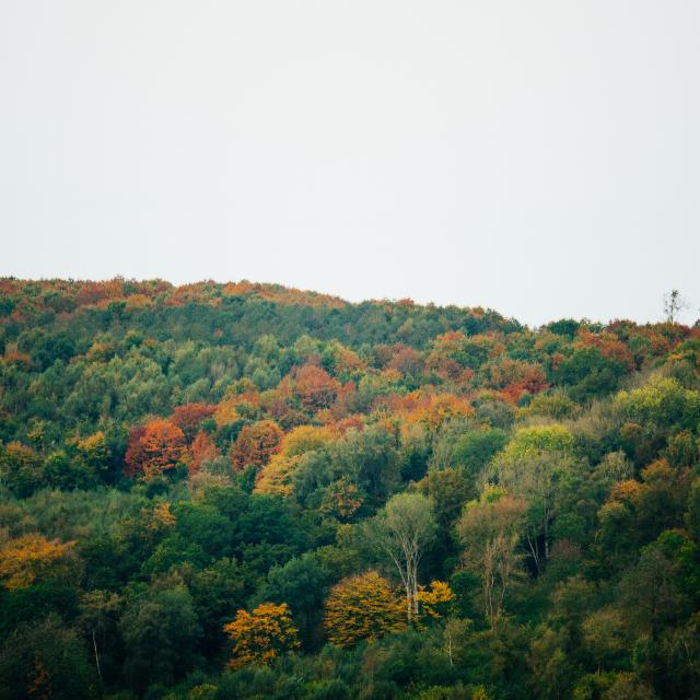 Colorful trees in the fall