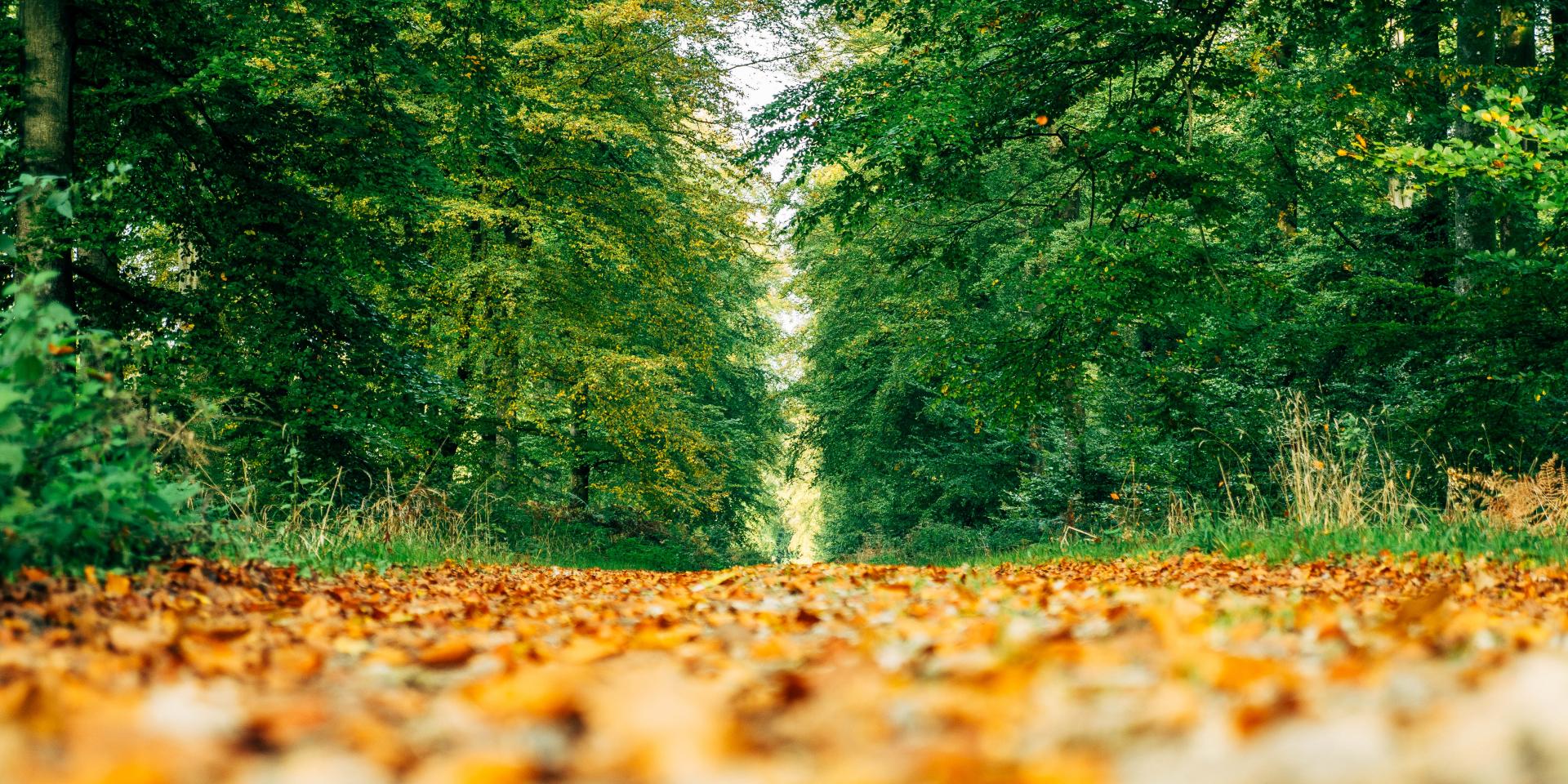 The Eawy Forest and its pedestrian paths