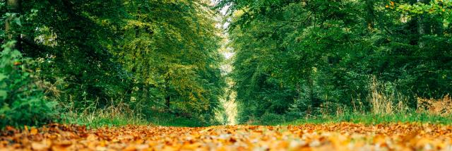 Sentier en forêt d'Eawy