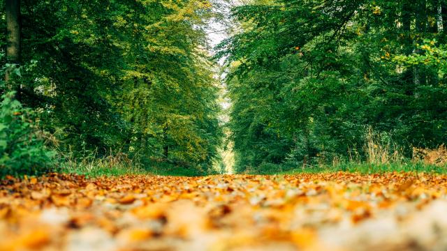 The Eawy Forest and its pedestrian paths