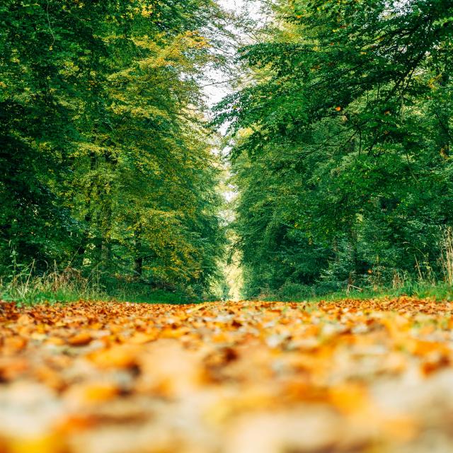 Der Forêt d'Eawy und seine Wanderwege