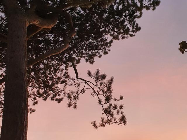 Pink sky and pine in Quiberville