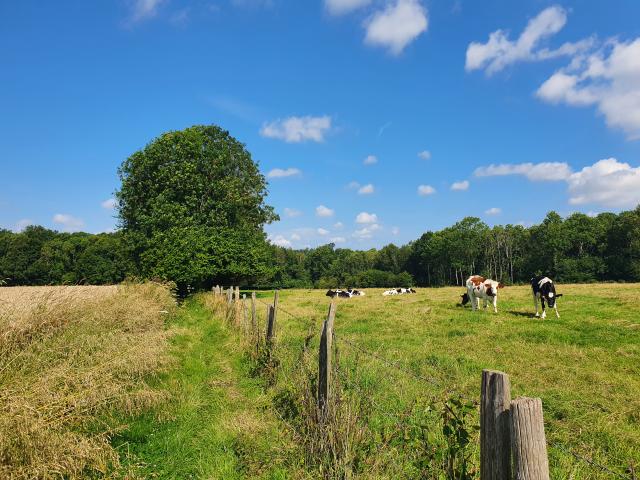 Path in the undergrowth