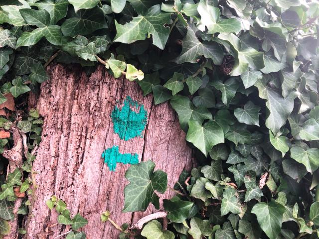 Par ici, suivez-nous !