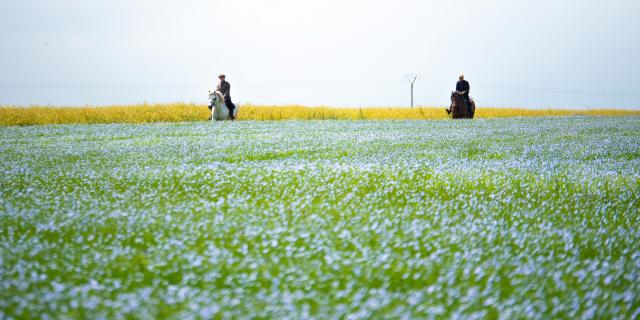 Tc 2017 Pierreleboucher Quiberville Fields 154
