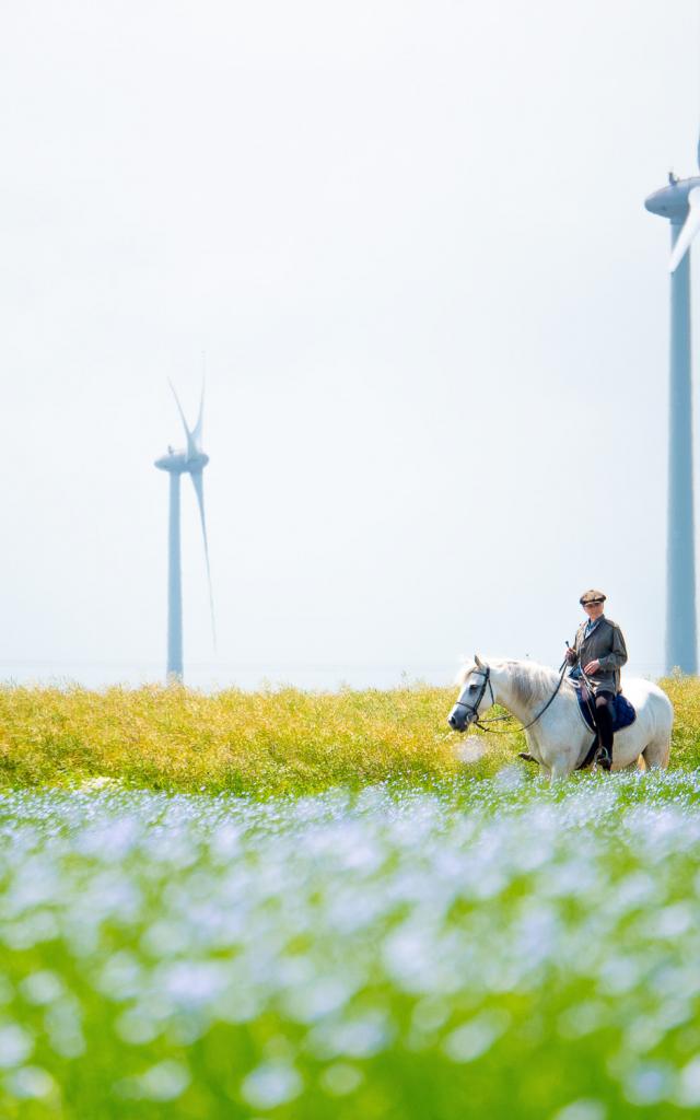 Flax field rider Quiberville