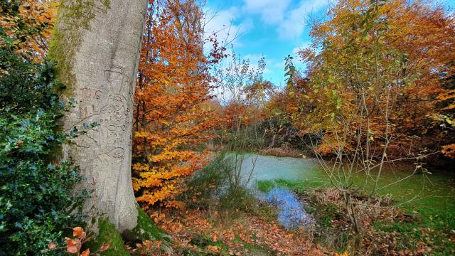 The water carrier - Foret d'Arques