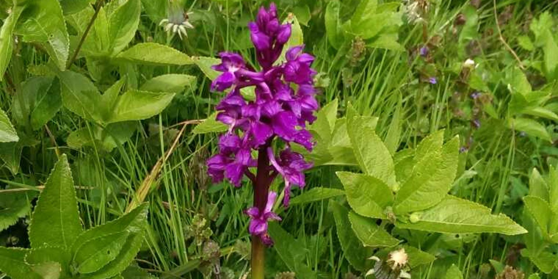 Orchidée Sauvage dans le Bois De Bracquemont