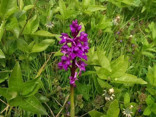 Orchidée Sauvage dans le Bois De Bracquemont