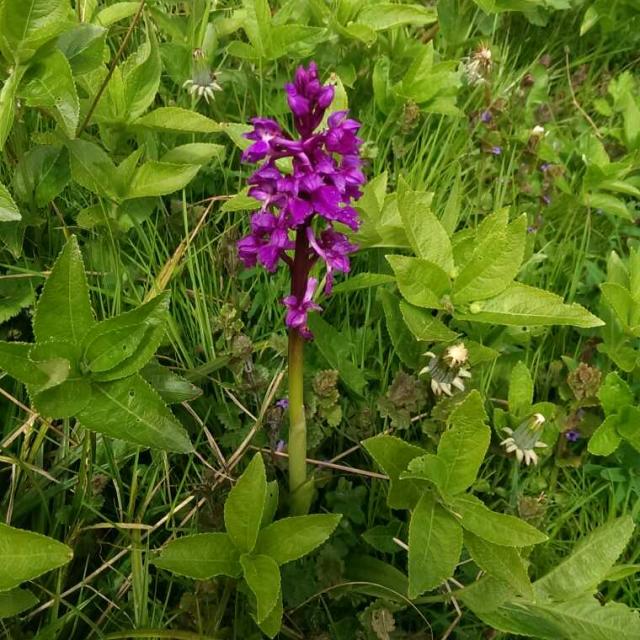 wild orchid Bracquemont wood SSJ @OTQSV