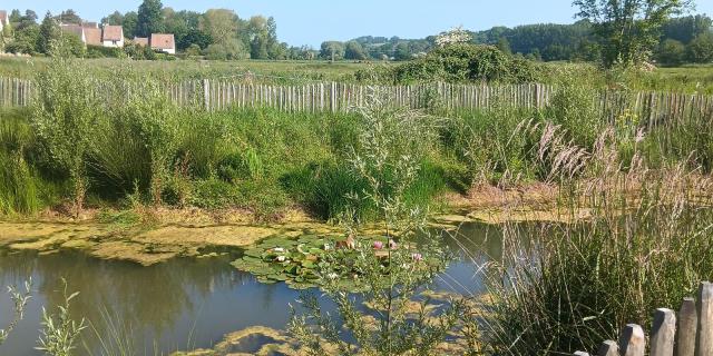 la nouvelle mare du marais