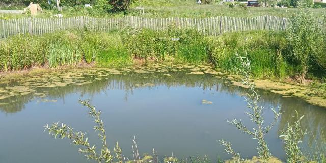 la nouvelle mare du marais